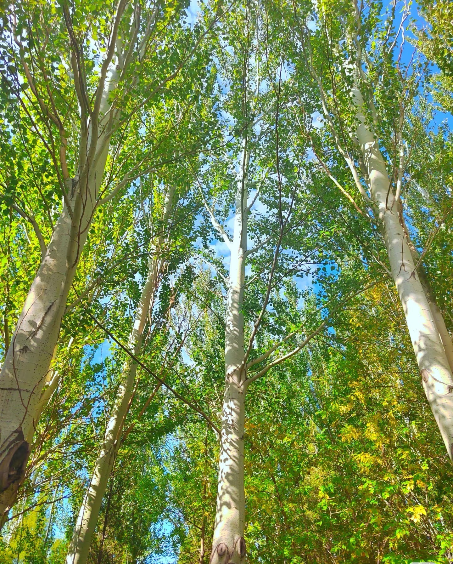 杨树如何能长得快长得粗