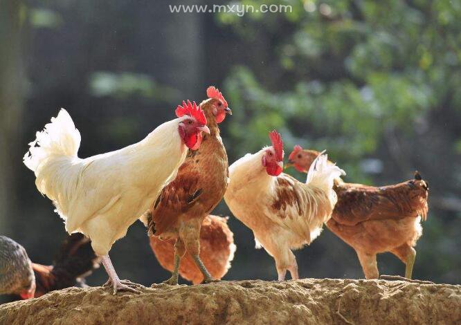 七星大公鸡解梦查码移动端