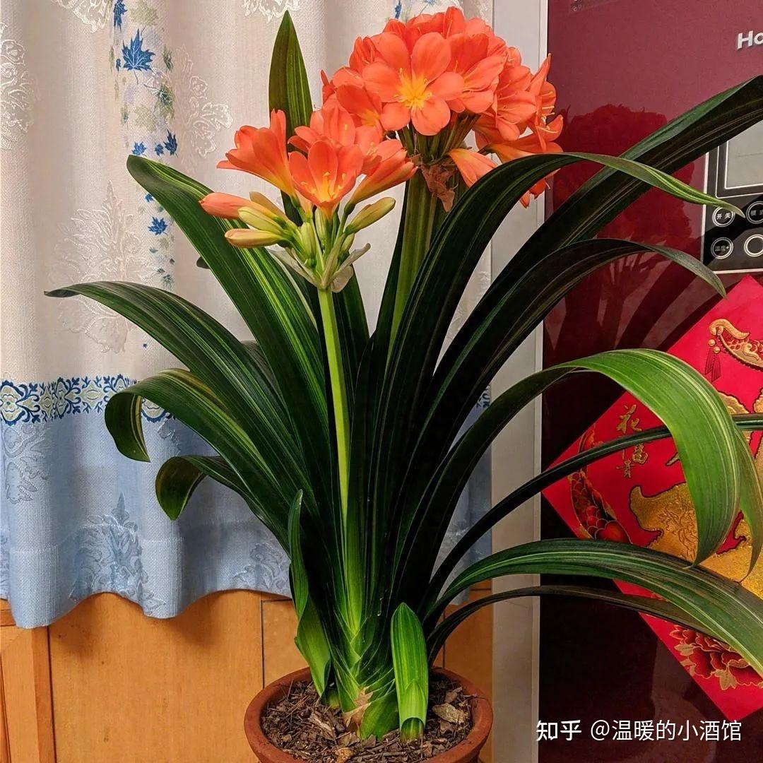 鸿运当头有毒吗能放卧室吗