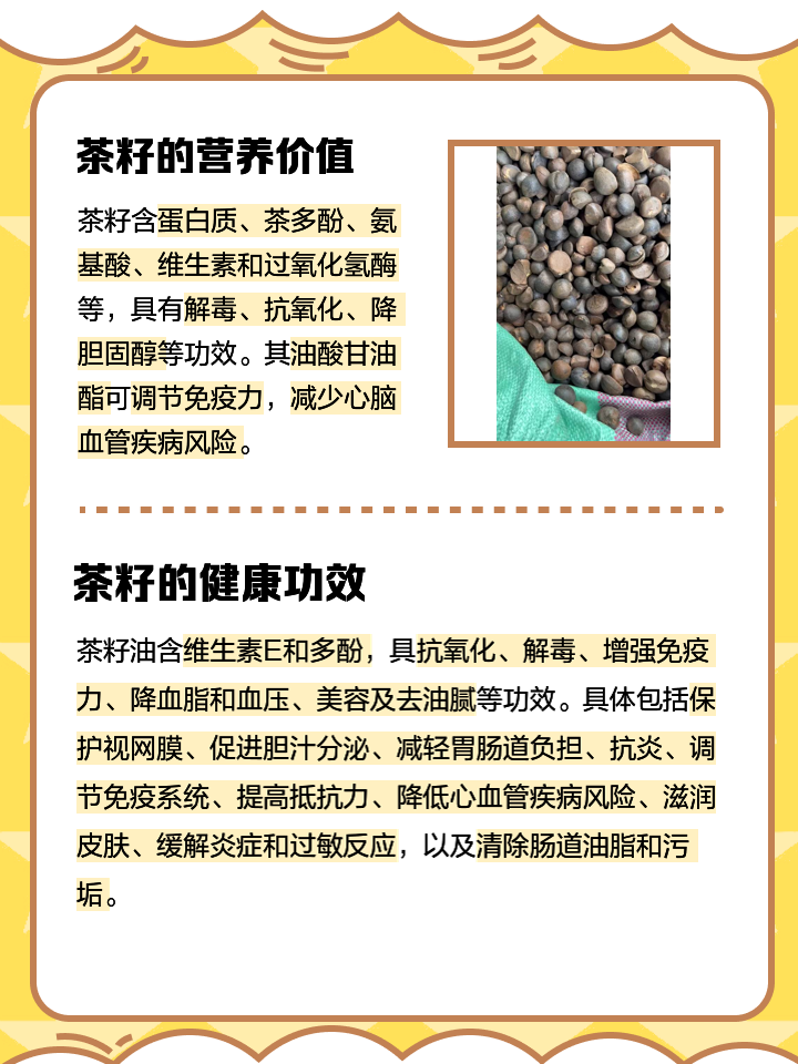 茶籽粉为什么不能长期洗头